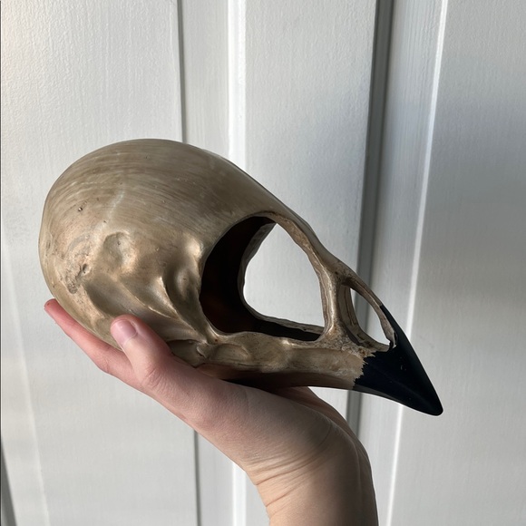 Decorative Vulture Skull with Black Beak Halloween Spooky Academia Decor - Picture 3 of 5